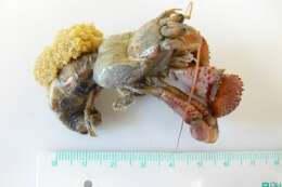 Image of Common hermit crab