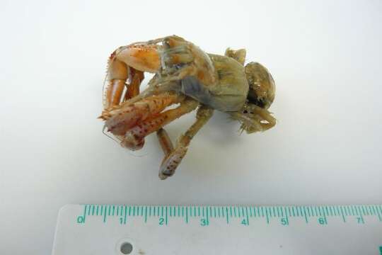 Image of Common hermit crab