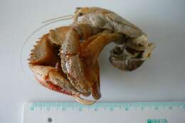 Image of Common hermit crab