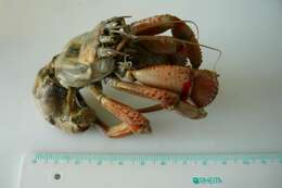 Image of Common hermit crab