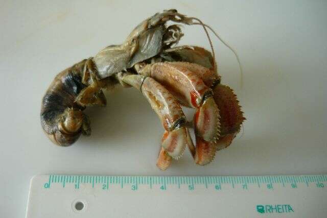 Image of Common hermit crab