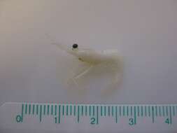 Image of Aesop shrimp