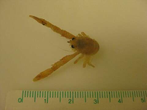 Image of squat lobster