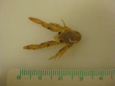 Image of squat lobster