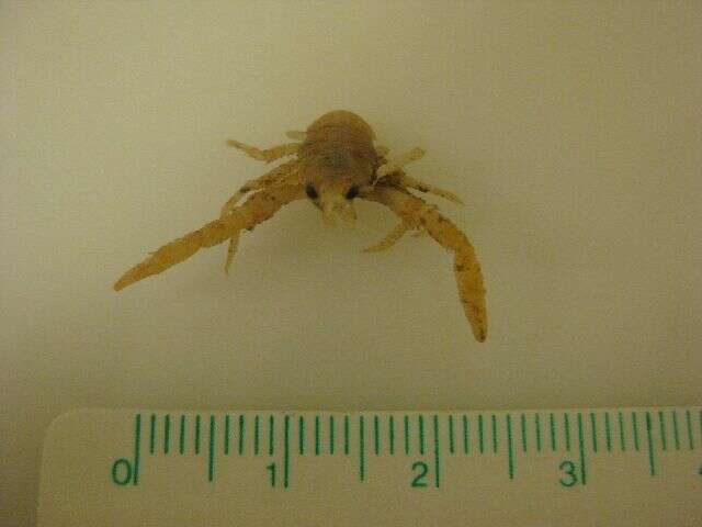 Image of squat lobster