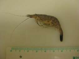 Image of Common shrimp