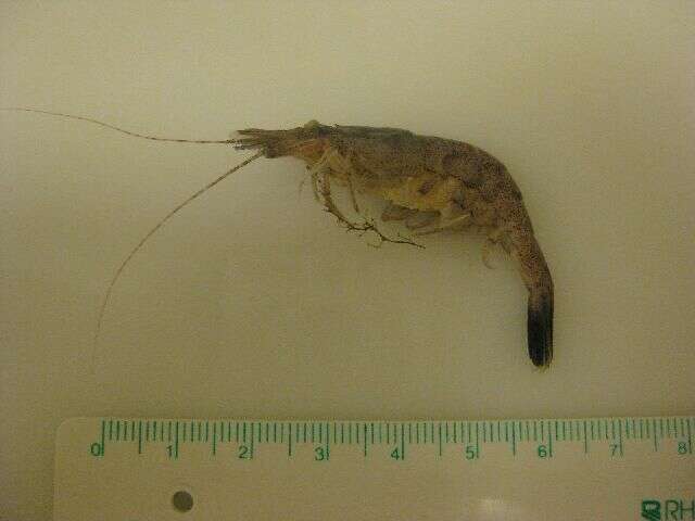 Image of Common shrimp