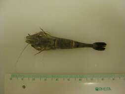 Image of Common shrimp