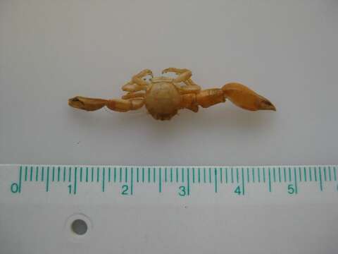 Image of common porcelain crab