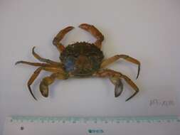 Image of blue-leg swimcrab