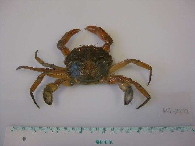 Image of blue-leg swimcrab