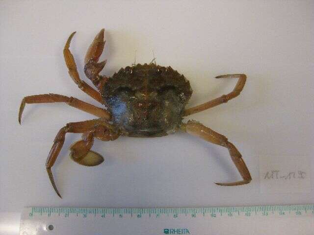 Image of blue-leg swimcrab