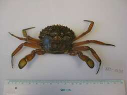 Image of blue-leg swimcrab