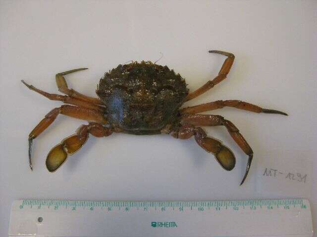 Imagem de Liocarcinus depurator (Linnaeus 1758)