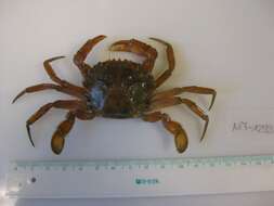 Image of blue-leg swimcrab