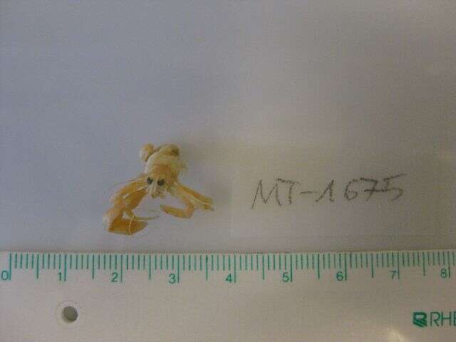 Image of yellow hermit crab