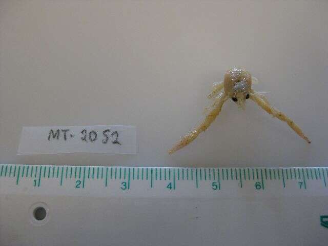 Image of squat lobster