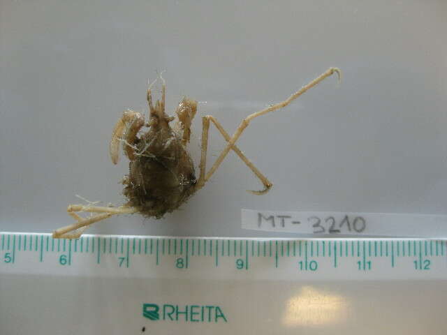 Image of long legged spider crab