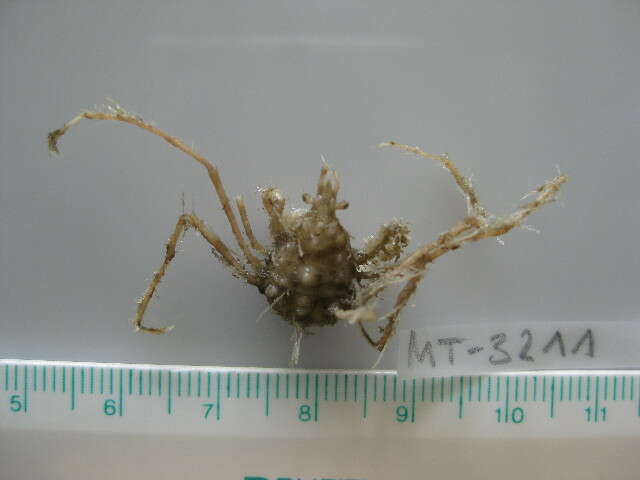 Image of long legged spider crab