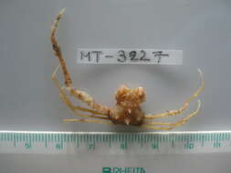 Image of Scorpion spider crab