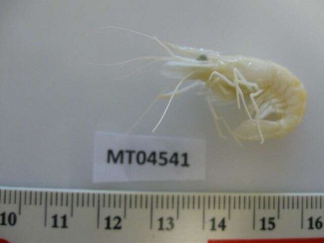 Image of Baltic prawn