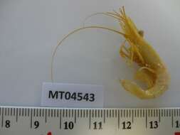 Image of Rockpool shrimp