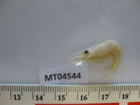 Image of Rockpool shrimp