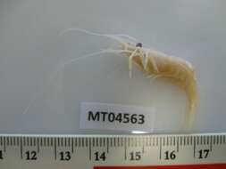 Image of Baltic prawn