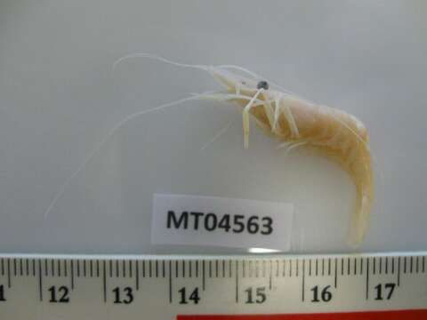 Image of Baltic prawn