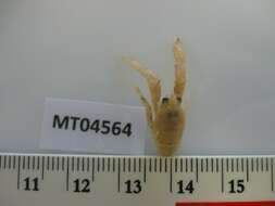 Image of squat lobster