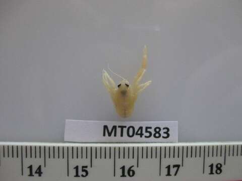 Image of Galathea intermedia
