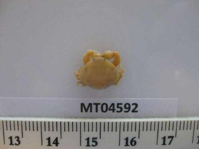 Image of Bryer's nut crab