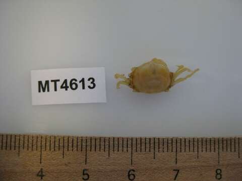 Image of Pea crab