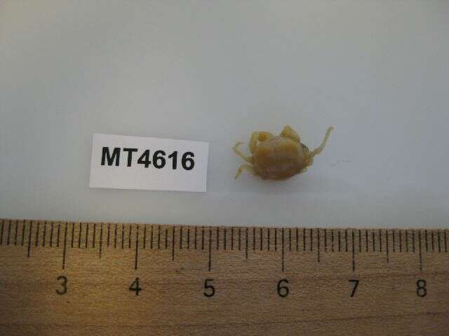Image of Pea crab