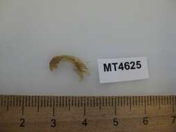 Image of burrowing mud shrimp