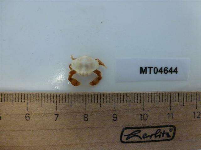 Image of Bryer's nut crab