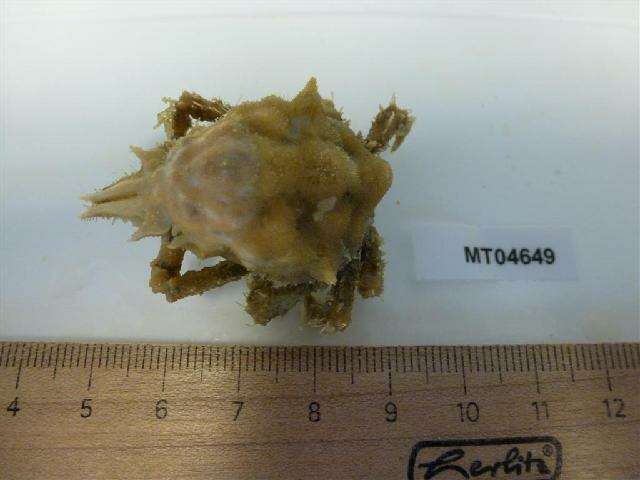 Image of Gibb's sea spider