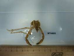 Image of slender spider crab