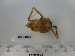 Image of Arctic lyre crab