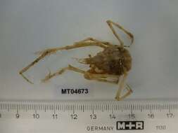 Image of slender spider crab