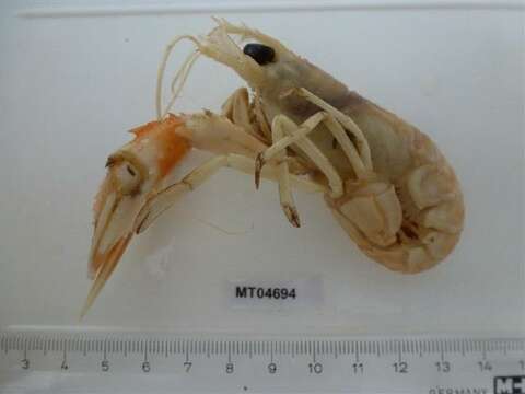 Image of Nephrops Leach 1814