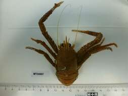 Image of rugose squat lobster