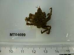 Image of Arctic lyre crab