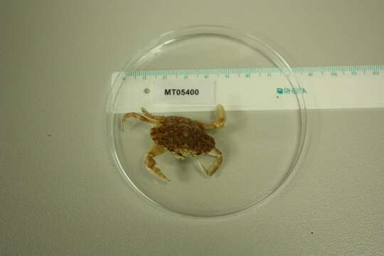 Image of marbled swimming crab