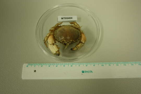 Image of circular crab