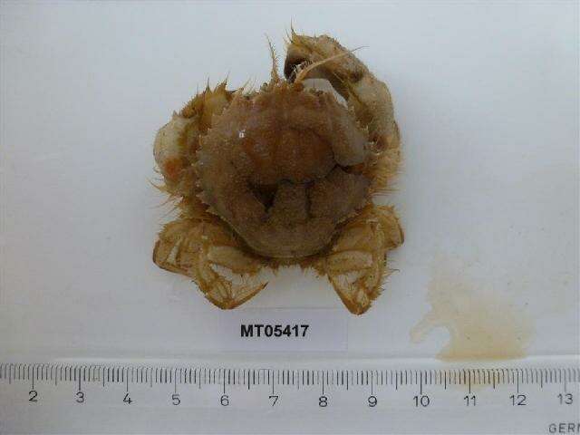 Image of circular crab