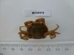 Image of blue-leg swimcrab