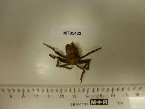 Image of Arctic lyre crab