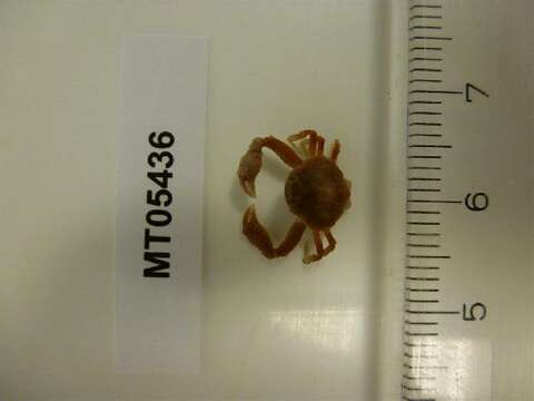 Image of Cranch's nut crab