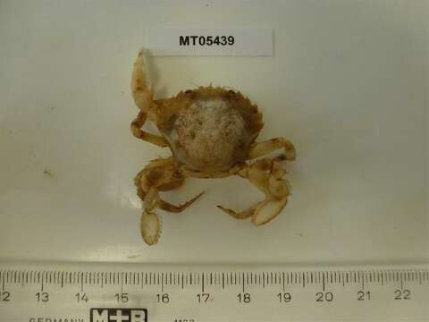 Image of marbled swimming crab